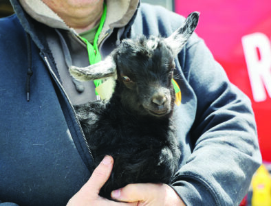 A closeup shot of someone holding a small black baby goat.